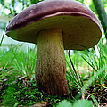 Pennsylvania Woodland Fungi 2
